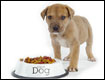 Dog Feed